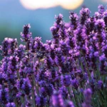 lavender live wallpaper android application logo